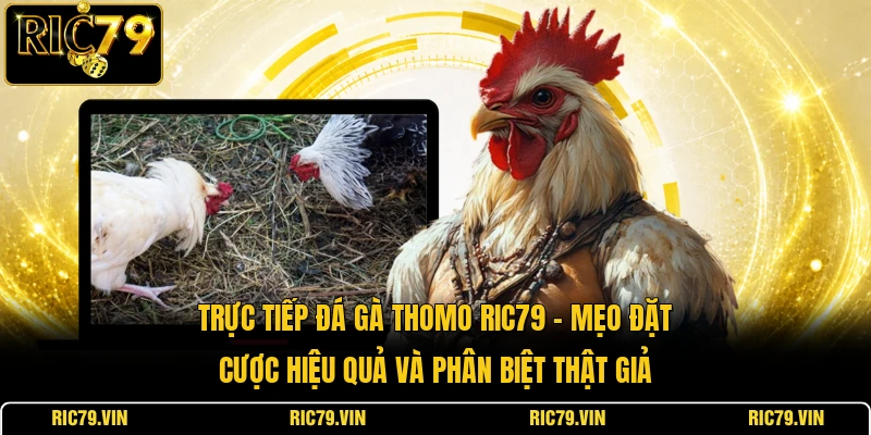 Trực tiếp đá gà Thomo RIC79 – mẹo đặt cược hiệu quả và phân biệt thật giả