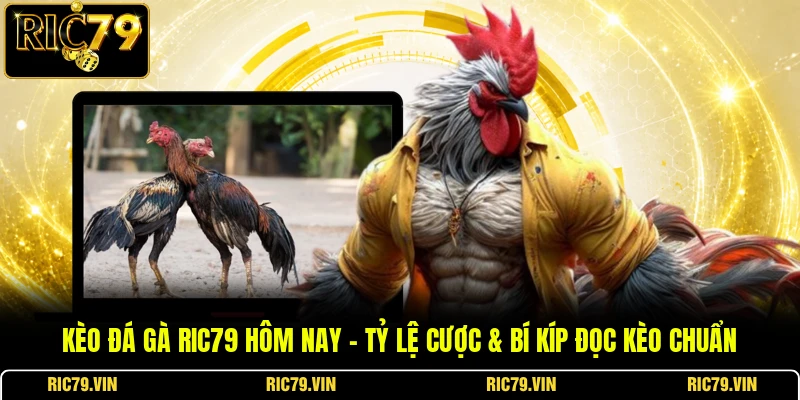 Kèo đá gà RIC79 hôm nay – Tỷ lệ cược & Bí kíp đọc kèo chuẩn