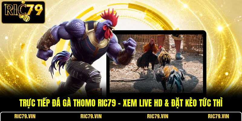Trực Tiếp Đá Gà Thomo RIC79 – Xem Live HD & Đặt Kèo Tức Thì